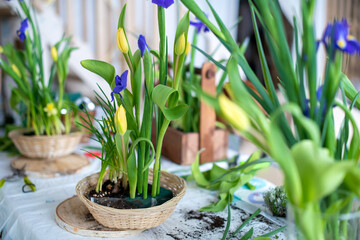 Elegant spring, Easter flower arrangements of irises, tulips, daffodils and willow branches, located on the table in daylight at home