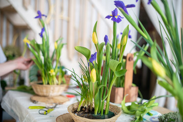 Elegant spring, Easter flower arrangements of irises, tulips, daffodils and willow branches, located on the table in daylight at home