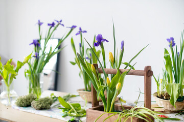 Elegant spring, Easter flower arrangements of irises, tulips, daffodils and willow branches, located on a table located against a white wall in daylight at home