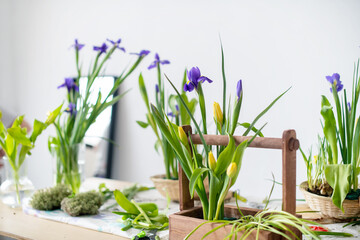 Fototapeta premium Elegant spring, Easter flower arrangements of irises, tulips, daffodils and willow branches, located on a table located against a white wall in daylight at home