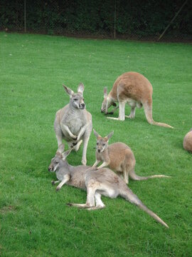 kangaroo in the grass