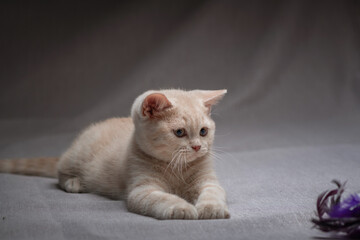 A beautiful thoroughbred British kitten plays in the studio.