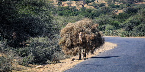 Big Onerary Camel with pack of straw near the road to Keren, Eritrea