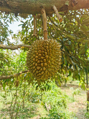 Naklejka na ściany i meble durian in my garden But it still can't eat it.