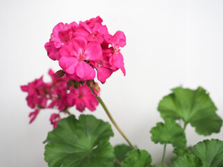 geranium (Geraniales) plant pink flower