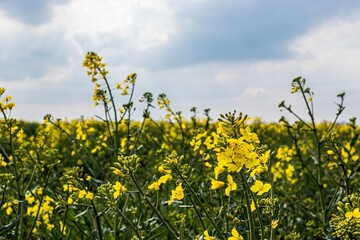 rapeseed field with cloudy sky as background