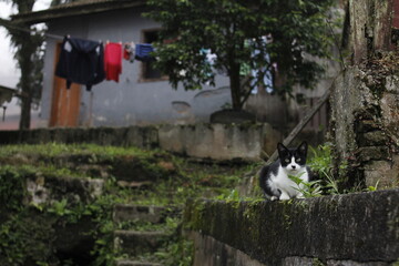 black and white cat