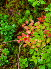 Fresh blueberry leaves in green and red colors. Nature patterns and texture background. Close-up of bilberry plants in harvesting season. Seasonal concept - autumn 