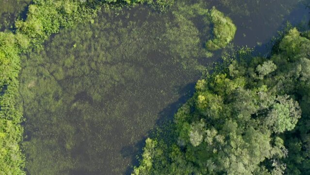 Jungle swamp wetland in remote rainforest, top down aerial shot
