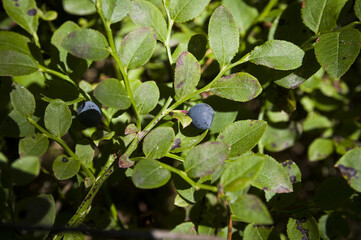 Fresh blueberry leaves in green and red colors. Nature patterns and texture background. Close-up of bilberry plants in harvesting season. Seasonal concept - autumn 
