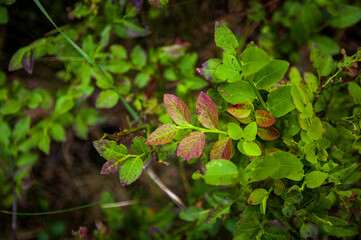 Fresh blueberry leaves in green and red colors. Nature patterns and texture background. Close-up of bilberry plants in harvesting season. Seasonal concept - autumn 