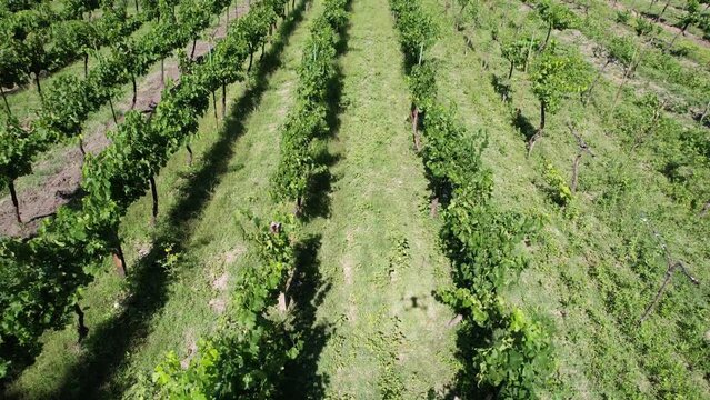 Winery in San Miguel Allende, Mexico