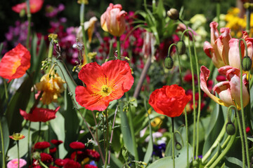 Obraz premium Bright spring flowers - poppies, tulips, magrarites