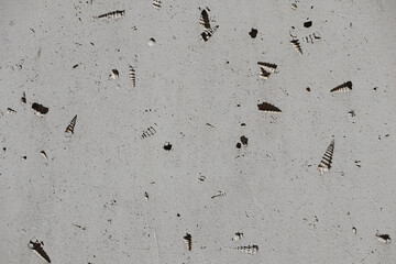 Concrete pavement with imprints of small shells and snails
