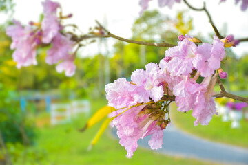 pink flowers brooming in garden beautiful nature