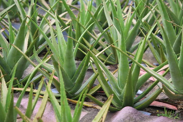 Aloe vera's field in the suburb of Hong Kong - 499455060