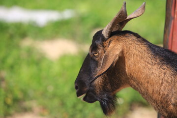 Fototapeta na wymiar goats in the suburb of Hong Kong