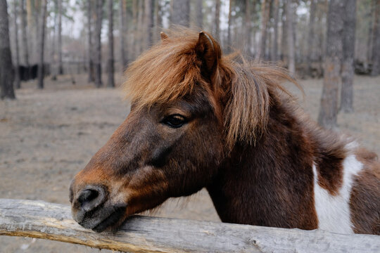 horse (pony) close-up. animal concept. horse (pony) in the forest
