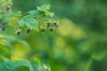 yet green unripe organic growing of raspberry in the garden