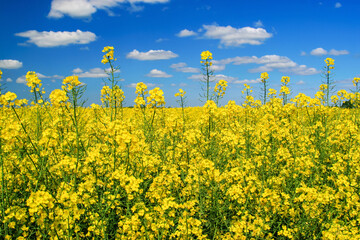 Obraz premium Yellow canola flowers against blue cloudy sky scenic landscape