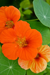 closeup the bunch orange nasturtium flowers with vine and green leaves in the garden soft focus natural green brown background.