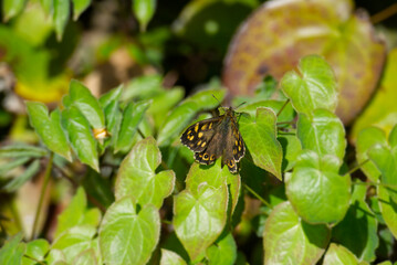 Speckled Wood Butterfly (Pararge aegeria) perched on green leaf in Zurich, Switzerland