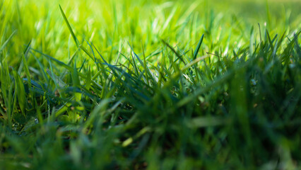 Radiant green grass in background with darker less illuminated grass in foreground.