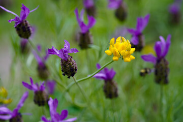 Yellow and pruple flower in focus with overwhelming flowers in backdrop.