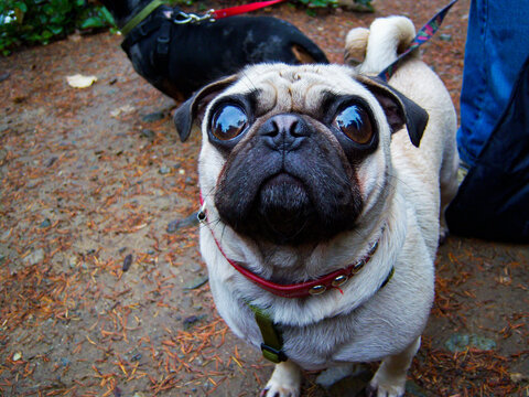 Puppy dog with enlarged eyes, pug animal with white hair.