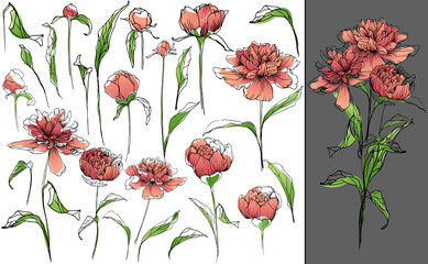 Set of different peonies and leaves. Vector collection of peonies. Hand drawn vector illustration.
