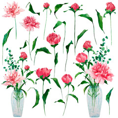 Set of watercolor illustrations of bright pink peonies and buds isolated on a white background. Hand-drawn botanical illustration. Floristic elements for compositions, decoration, backgrounds