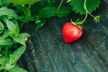strawberry gathering at the farm