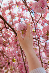 woman hand touching blooming sakura tree