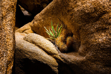 Cactus and Yucca growing in-between the rocks in Joshua Tree National Park 