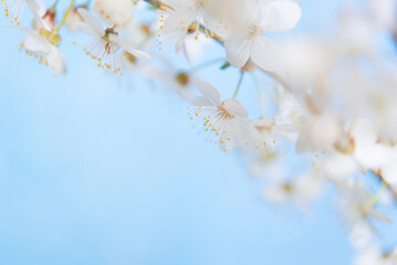 Branches of blossoming cherry blossom macro with soft focus on gentle light blue sky background in sunlight with copy space.