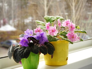 Saintpaulias ( African violets, Streptocarpus teitensis ) on windowsill, with violet and pink flowers in a pot. Green home plants. 	