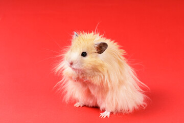 fluffy angora hamster on a red background
