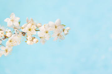 Branches of blossoming cherry blossom macro with soft focus on gentle light blue sky background in sunlight with copy space.