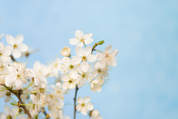 Branches of blossoming cherry blossom macro with soft focus on gentle light blue sky background in sunlight with copy space.