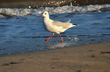 Seagull walks on the water on a background of sea waves in sunset time . Wild birds outdoors photo.