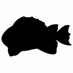 Fish Silhouette Illustration Isolated on White Background. Vector Black Fish Illustration.