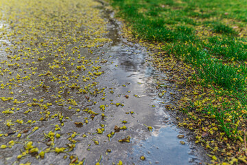 Running water of spring rain, stream along walking path in park, with fallen green maple flower stalks. spring weather