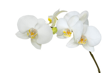 Orchid white flower isolated