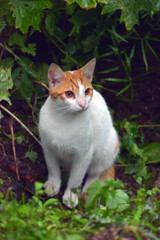 red and white cat on the street