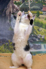 white with black cute playful kitten on its hind legs