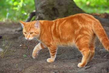 Naklejka na ściany i meble ginger beautiful domestic cat in the summer