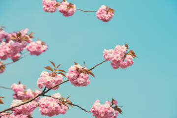 Cherry blossom flower in bloom on tree with blue sky background