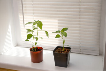 young green seedlings in pots on the windowsill.