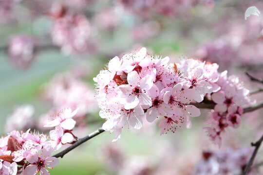 pink flowers in the tree at spring