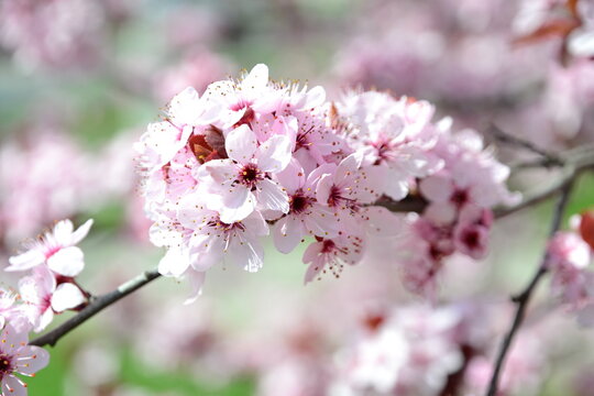 pink flowers in the tree at spring
